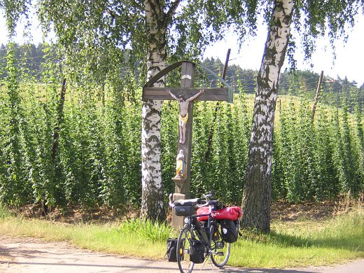 Hopfenanbau in der Holledau