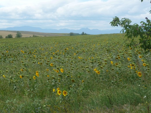 große Felder