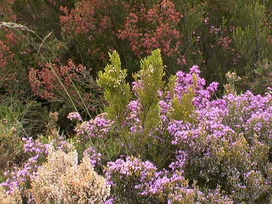 Heidekraut in vielen Farben