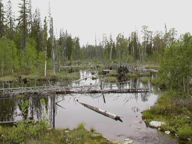 Mckenparadies Tundra (Bilddatei 67 kb)